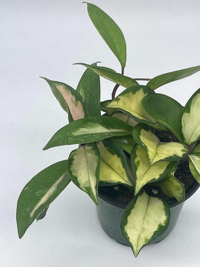 BubbleBlooms Variegated Hoya Exotica, Krimson Princess, Tricolor Crimson, Very Rare Limited Live Plant, in 4 inch Pot