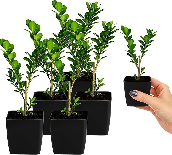 My Shelfie – Japanese Boxwood Bonsai Starter Tree (Buxus microphylla Japonica), 2-Inch Live Evergreen Shrub for Indoor or Outdoor Garden, Hedge, and Landscape Décor (5)