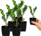 My Shelfie – Japanese Boxwood Bonsai Starter Tree (Buxus microphylla Japonica), 2-Inch Live Evergreen Shrub for Indoor or Outdoor Garden, Hedge, and Landscape Décor (5)