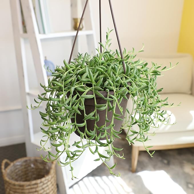 String of Bananas Succulent Plant Decor Hanging Basket, Real Succulents & Houseplants for Home or Office, Senecio Radicans, Unique House Plants