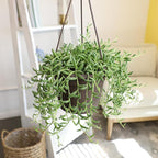 String of Bananas Succulent Plant Decor Hanging Basket, Real Succulents & Houseplants for Home or Office, Senecio Radicans, Unique House Plants