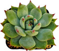 Fat Plants San Diego Live Echeveria Hybrid Succulent Plant (2 Inch, Colorata)