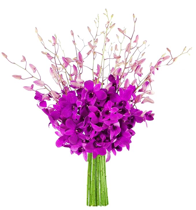 KaBloom - The Ultimate Purple Orchid Bouquet of 20 Exotic Purple Dendrobium Orchids without vase - Fresh Flowers for Birthday, Valentine's & Mother's Day