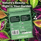 SVI 1200 Rainbow Coleus Seeds (Plectranthus Scutellarioides) - Painted Nettle Garden Seed Packets, Colorful Foliage Mix, Shade Tolerant - Annual Flower Seeds for Indoor & Outdoor Garden and Borders