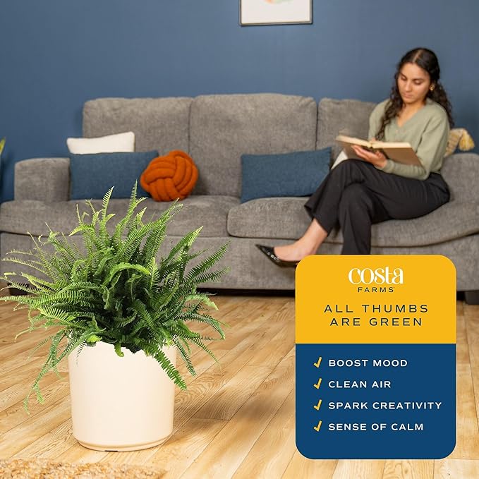 Costa Farms Kimberly Queen Fern Live Plant in Plastic Pot, Large Indoor & Outdoor Houseplant, Perfect for Home, Room, or Office Decor, Great House Warming or Birthday Gift, 2-3 Feet Tall