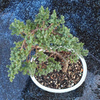 Brussel's Bonsai - Live Green Mound Juniper Bonsai Tree, Outdoor Bonsai Tree Live Plant, Medium Bonsai for Patio Garden Décor, Easy Care Evergreen Bonsai (Medium)