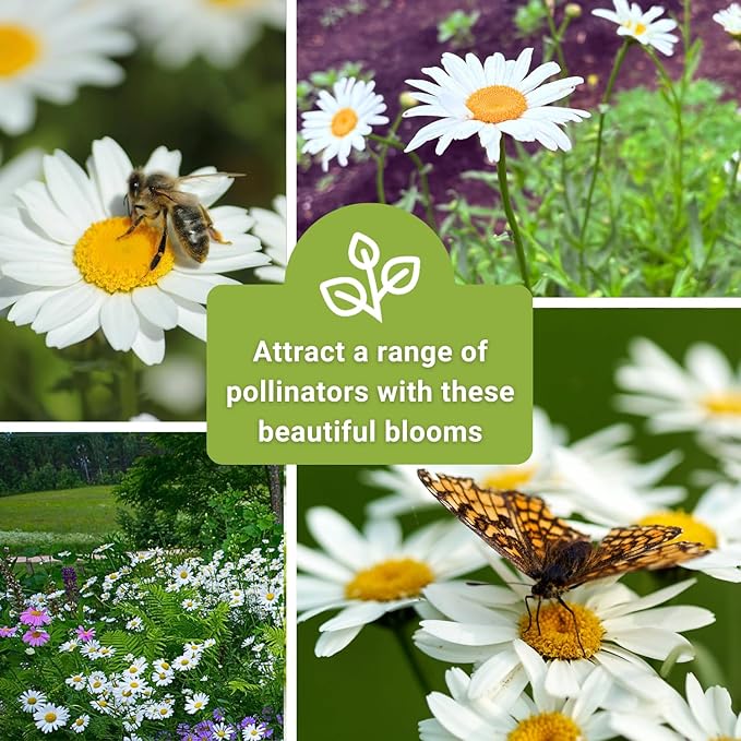 Sow Right Seeds - Shasta Daisy Seeds for Planting - Perennial Shasta Alaska Daisies - Non-GMO Heirloom Variety - Ideal for Outdoor Gardens - Easy to Grow - Drought Tolerant - Attracts Pollinators (1)