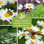 Sow Right Seeds - Shasta Daisy Seeds for Planting - Perennial Shasta Alaska Daisies - Non-GMO Heirloom Variety - Ideal for Outdoor Gardens - Easy to Grow - Drought Tolerant - Attracts Pollinators (3)