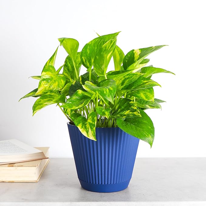 Thorsen's Greenhouse Golden Pothos, Live Indoor Vining Plant, Easy to Grow, Variegated Houseplant, Natural Air Purifier (Navy, 6-inch Pot)