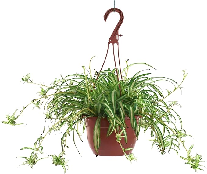 American Plant Exchange Spider Plant – Live Indoor Hanging Houseplant, 8-Inch Hanging Basket – Air-Purifying Chlorophytum Plant for Home, Office, and Indoor Décor