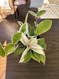 Hoya Carnosa Albo Variegata, 4 Inch Live Indoor Wax Plant, Green and Cream Variegated Leaves, Air Purifying Trailing Houseplant