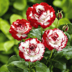 100pcs Rare Twin Red White Rose Color Rose Seeds for Planting, Non-GMO Ground Cover Flower Seeds, Heirloom Rare Garden Flowers in Outdoors