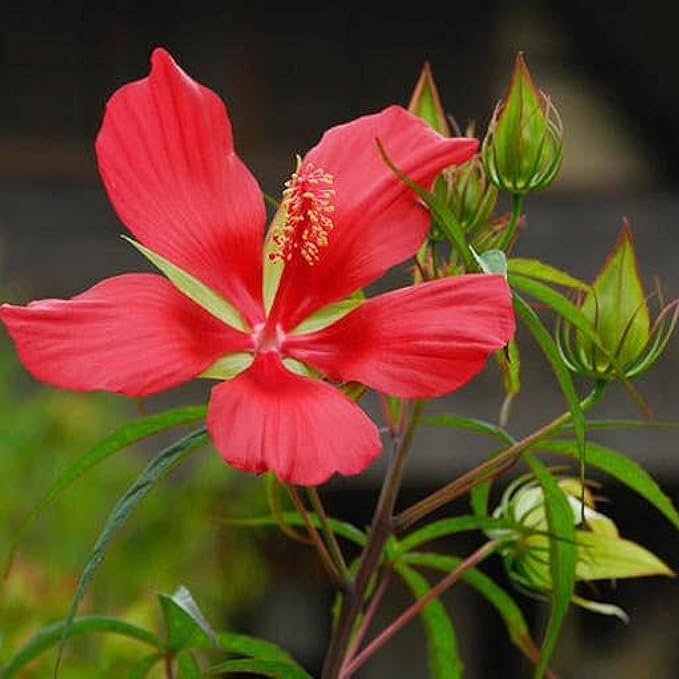 Chalily Water Hibiscus, a Great Live Pond Plant for Your Water Garden. Filters koi and Goldfish Ponds. Good for Bogs, Plant Shelf or Shallow Water This marginal Aquatic is a Real Beauty