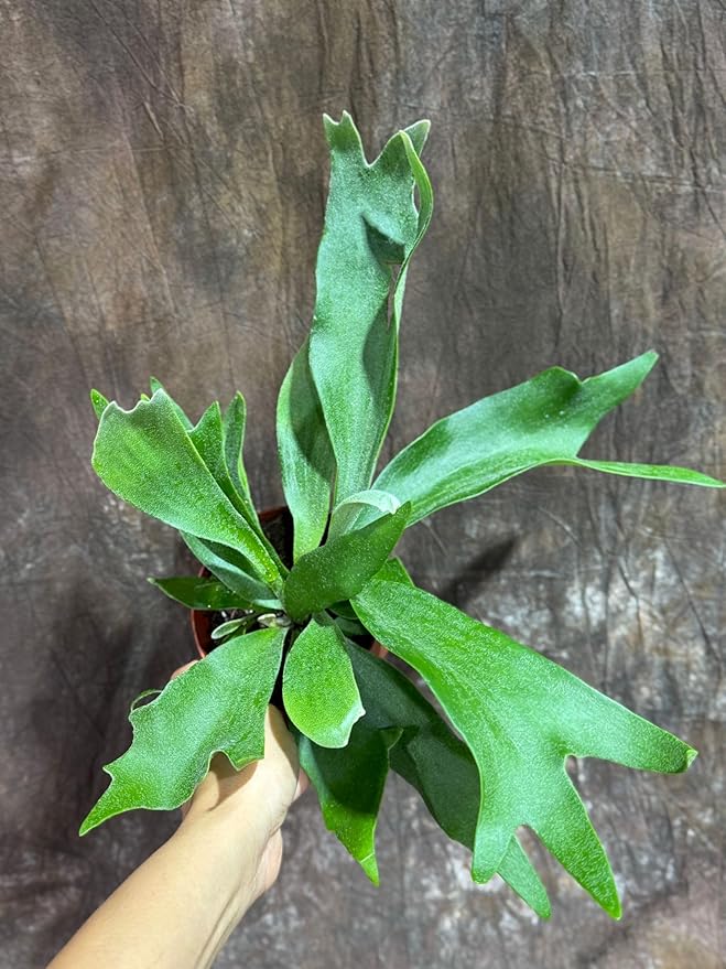 PLANTVERS Live Fern Plant in a 4" Nursey Pot | Low Maintenance Indoor Houseplant | Tropical Air Purifying Green Foliage for Home & Office Decor | Easy-Care Indoor Plant (Staghorn Fern)