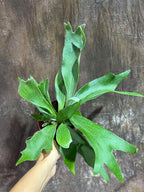 PLANTVERS Live Fern Plant in a 4" Nursey Pot | Low Maintenance Indoor Houseplant | Tropical Air Purifying Green Foliage for Home & Office Decor | Easy-Care Indoor Plant (Staghorn Fern)