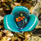 10+ Blue Sapphire Tower Plant Seeds (Puya Alpestris), Rare & Exotic Flowering Cactus, Perennial, Hardy, Pollinators Friendly -QAUZUY GARDEN