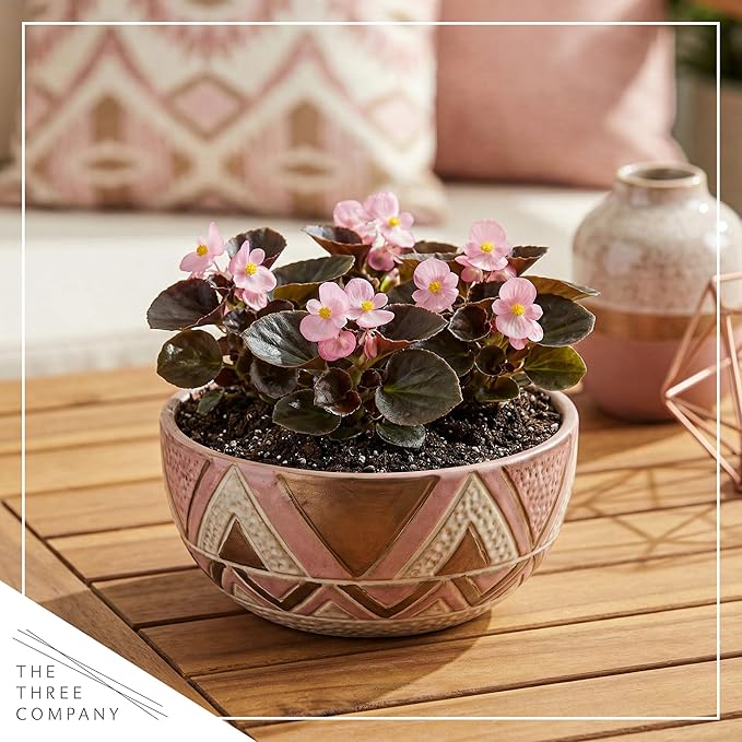 Live Begonia - Dark Leaf Cocktail Pink (4 Per Pack), Beautiful Shade Annual, Ships 8" Tall by 4" Wide in 1 Pt Pot
