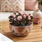 Live Begonia - Dark Leaf Cocktail Pink (4 Per Pack), Beautiful Shade Annual, Ships 8" Tall by 4" Wide in 1 Pt Pot