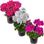 Live Flowering Zonal Geraniums - Grower's Choice Assorted Colors (3 Plants Per Pack) - Beautiful Spring Flowers - 12" Tall by 5" Wide in 1 Qt Pot
