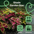 SVI 1200 Rainbow Coleus Seeds (Plectranthus Scutellarioides) - Painted Nettle Garden Seed Packets, Colorful Foliage Mix, Shade Tolerant - Annual Flower Seeds for Indoor & Outdoor Garden and Borders