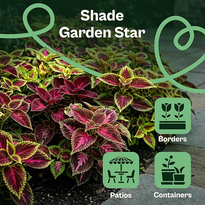 SVI 1200 Rainbow Coleus Seeds (Plectranthus Scutellarioides) - Painted Nettle Garden Seed Packets, Colorful Foliage Mix, Shade Tolerant - Annual Flower Seeds for Indoor & Outdoor Garden and Borders