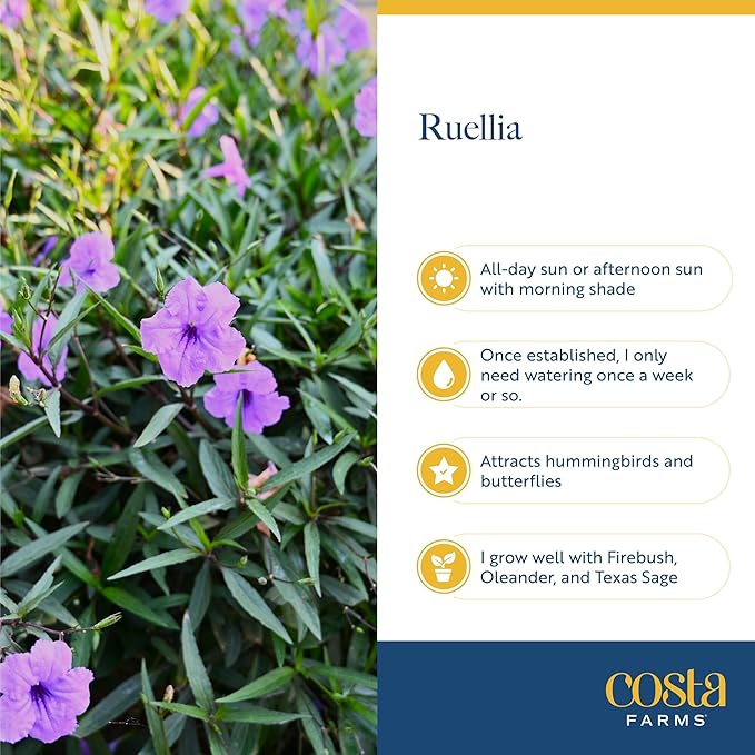 Costa Farms Ruellia Live Plant | Blooming Purple Flowers | Outdoors Garden and Patio Plant in 10-Inch Grower Pot | Landscaping, Borders, Patio Containers | Drought-Tolerant, Butterfly Attractant
