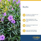 Costa Farms Ruellia Live Plant | Blooming Purple Flowers | Outdoors Garden and Patio Plant in 10-Inch Grower Pot | Landscaping, Borders, Patio Containers | Drought-Tolerant, Butterfly Attractant