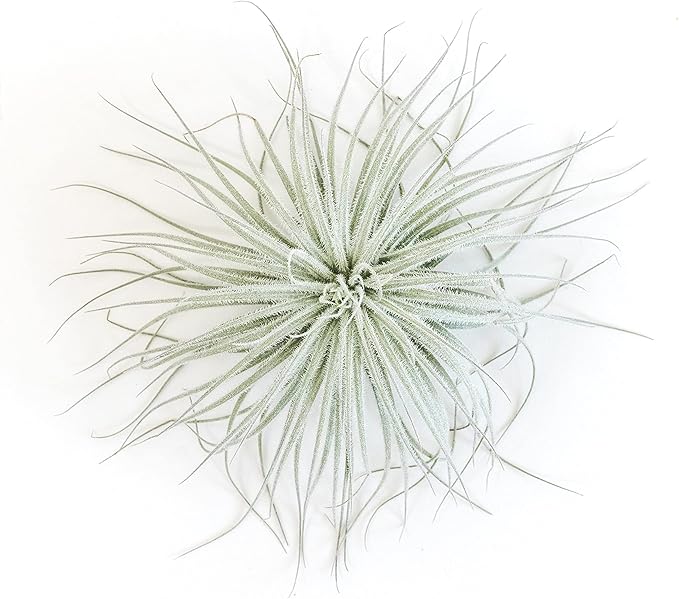 Jumbo Tectorum Ecuador Air Plant - Live Tillandsia Succulent House Plants - Available in Wholesale and Bulk - Home and Garden Decor - Easy Care Indoor/Outdoor Air Plants