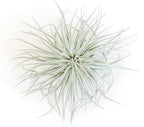 Jumbo Tectorum Ecuador Air Plant - Live Tillandsia Succulent House Plants - Available in Wholesale and Bulk - Home and Garden Decor - Easy Care Indoor/Outdoor Air Plants