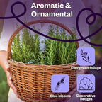 SVI 150 Rosemary Seeds for Planting (Rosmarinus officinalis) – Aromatic Herbs, Harvest for Fresh or Dried Rosemary Leaves – Heirloom Herb Seeds for Outdoor & Indoor Garden, Containers