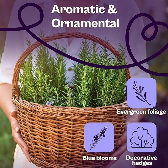 SVI 150 Rosemary Seeds for Planting (Rosmarinus officinalis) – Aromatic Herbs, Harvest for Fresh or Dried Rosemary Leaves – Heirloom Herb Seeds for Outdoor & Indoor Garden, Containers