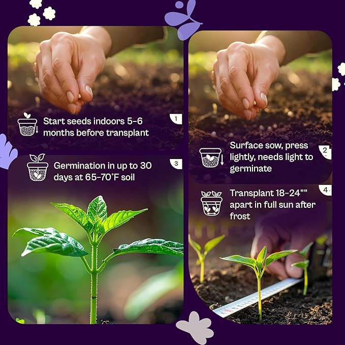 SVI 150 Rosemary Seeds for Planting (Rosmarinus officinalis) – Aromatic Herbs, Harvest for Fresh or Dried Rosemary Leaves – Heirloom Herb Seeds for Outdoor & Indoor Garden, Containers