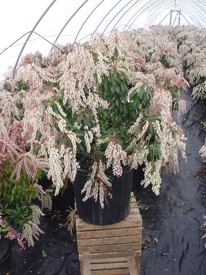Green Promise Farms PIERIS Japonica (Dorothy Wycoff Andromeda) Evergreen, 3-Size Container, Pink Blossoms