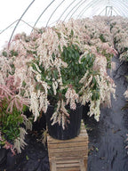 Green Promise Farms PIERIS Japonica (Dorothy Wycoff Andromeda) Evergreen, 3-Size Container, Pink Blossoms