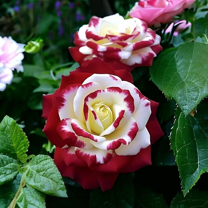 10 Rare Twin Red White Rose Seeds - Heirloom Non-GMO Flower Seeds for Captivating Garden Blooms - Includes Planting Instructions, Perfect for Spring and Fall Planting, Great Gardening Gift