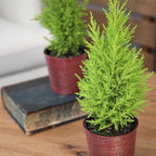 Miniature Festive Lemon Cypress Tree with Decorative 4.25" Pot Cover, Live Plant Gift for Holidays, Easy Care Live Houseplants for The Holidays by Plants for Pets