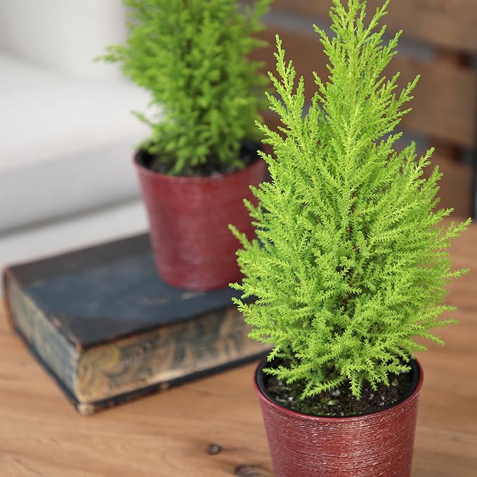 Miniature Festive Lemon Cypress Tree with Decorative 4.25" Pot Cover, Live Plant Gift for Holidays, Easy Care Live Houseplants for The Holidays by Plants for Pets