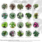 Calathea Collection (4 Pack) Live Plants – Stunning Foliage Prayer Plants Like Orbifolia, Rose Painted, White Star & Dottie – Easy Indoor Tropical Plants – Pet Friendly – Natural Air Purifiers