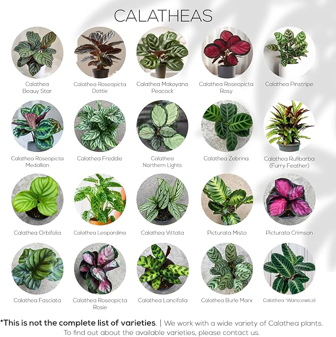 Calathea Collection (4 Pack) Live Plants - Prayer Plants, Air Purifying Plant Indoor, Easy Plants Live Houseplants, Perfect for Home, Room, or Office Decor, Real Plants Indoor/Outdoor