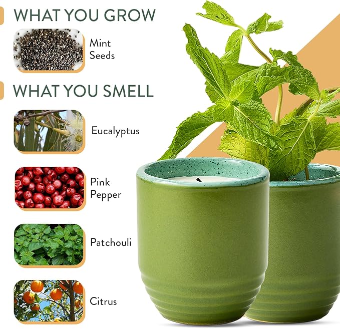 Modern Sprout - 2-in-1 Soy Candle & Planter - in The Weeds (Eucalyptus, Pink Pepper, Patchouli, Citrus) 6 Oz Scented Candle w/Mint Seeds - Ceramic Vessel Dual Purpose Jar - 38-40 Hour Burn