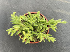 String of Bananas, Live Trailing Succulent Fully Rooted in 4" Pots with Soil Mix, Rare House Plant for Home Office Wedding Hanging Decoration, DIY Projects, Party Favor