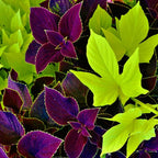 CarpetC 100+ Coleus Rainbow Seeds for Planting, Perennial Colorful Foliage Shade Plant, Plectranthus scutellarioides for Home Containers and Garden Borders