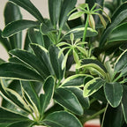 Schefflera Moonlight Live Plant for Indoor | Different Houseplants in 4'' & 6'' Pot | Real House Plant for Living Room, Office, Desk & Bathroom | Dwarf Umbrella Tree