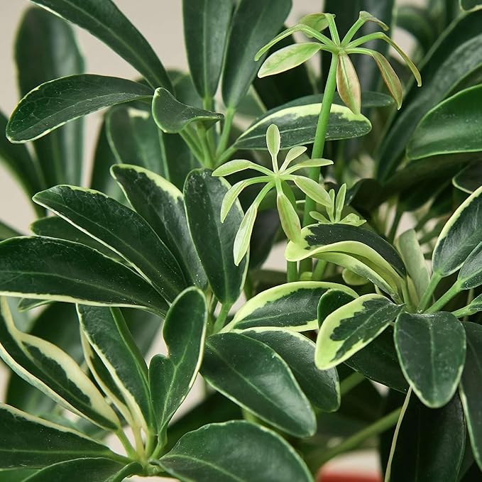 Schefflera Moonlight Live Plant for Indoor | Different Houseplants in 4'' & 6'' Pot | Real House Plant for Living Room, Office, Desk & Bathroom | Dwarf Umbrella Tree