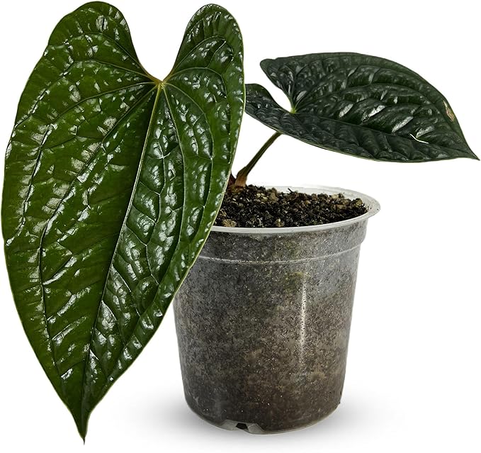 LEAL PLANTS ECUADOR Anthurium Luxurian | Exotic Green Indoor House Plant | Rare Anthurium for Living Rooms | Stunning Crystallinum Houseplant | Low-Maintenance Tropical Plants