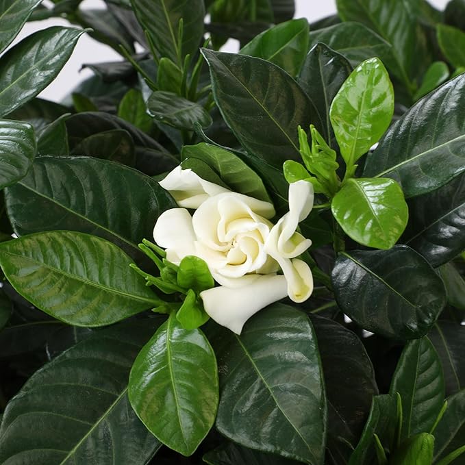 Gardenia Plant (3G), Cape Jasmine Plant Outdoor Plants, Fresh Flowers for Delivery Prime, Live Plants Indoor Plants Live Houseplants, Gardenia Plants Live House Plants Indoors Live by Plants for Pets