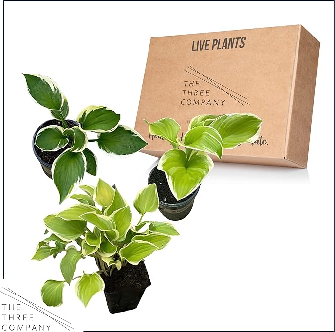Live Perennial Hosta - Assorted Varieties (3 Plants Per Pack) Beautiful Accent Plant, 10" Tall by 4" Wide in 1 Qt Pot