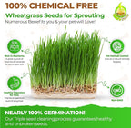 Todd's Seeds Wheatgrass Seeds; Hard Red Winter Wheat, Non-GMO, Chemical Free, High Germination (One Pound)