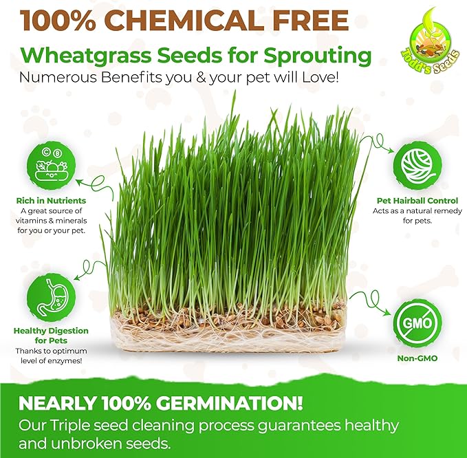 Todd's Seeds Wheatgrass Seeds; Hard Red Winter Wheat, Non-GMO, Chemical Free, High Germination (1/2 Pound)