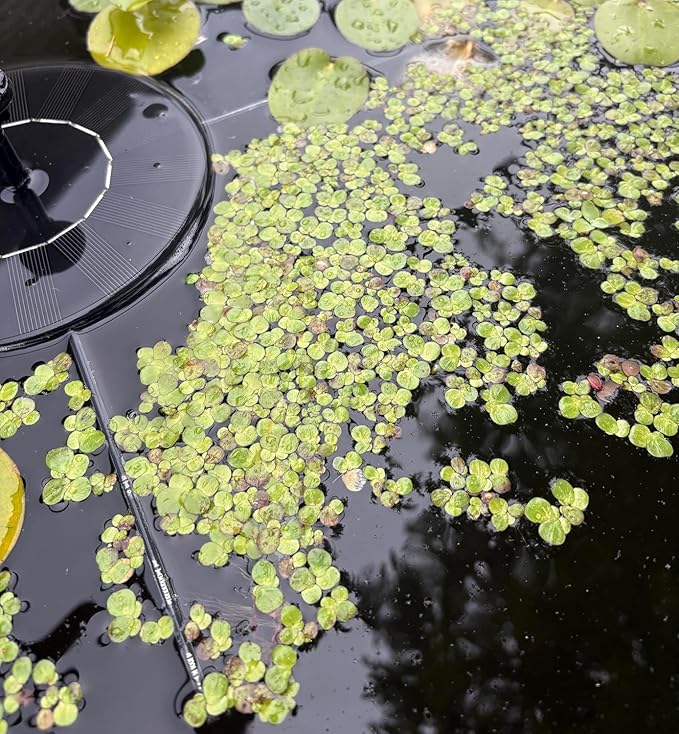 Giant Duckweed, Live Aquarium Floating Plant, Spirodela polyrhiza, 60+ Plants